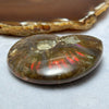 Natural Ammolite Fossil Display 71.86g 64.8 by 52.5 by 18.9mm - Huangs Jadeite and Jewelry Pte Ltd