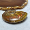 Natural Ammolite Fossil Display 103.58g 69.7 by 58.1 by 20.0mm - Huangs Jadeite and Jewelry Pte Ltd