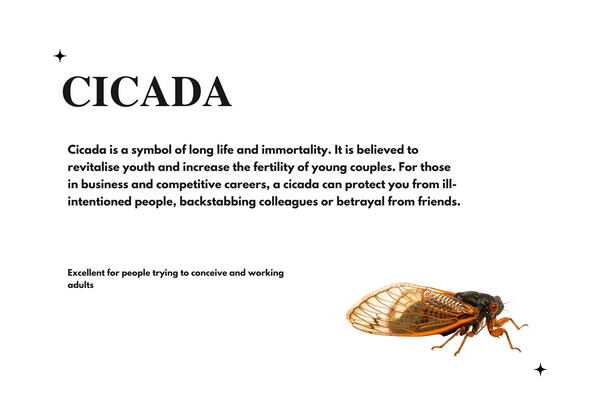 Cicada 蝉