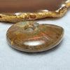 Natural Ammolite Fossil Display 53.53g 56.7 by 44.6 by 16.6mm - Huangs Jadeite and Jewelry Pte Ltd