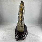 Natural Ammonite Ammonoid Fossil with Wooden Stand - Huangs Jadeite and Jewelry Pte Ltd