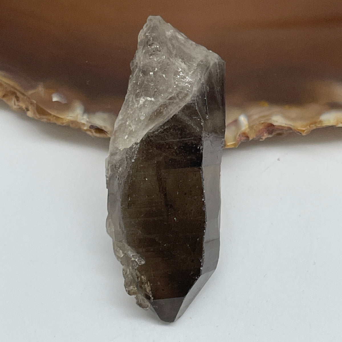 Natural Smoky Quartz Rough Mini Display | (21.35g | 55.3 x 21.7 x 15.2mm | Grounding Catalyst, "Stone of Stability & EMF Shielding" Executive Anchor, Feng Shui Space Protection Rough Specimen)