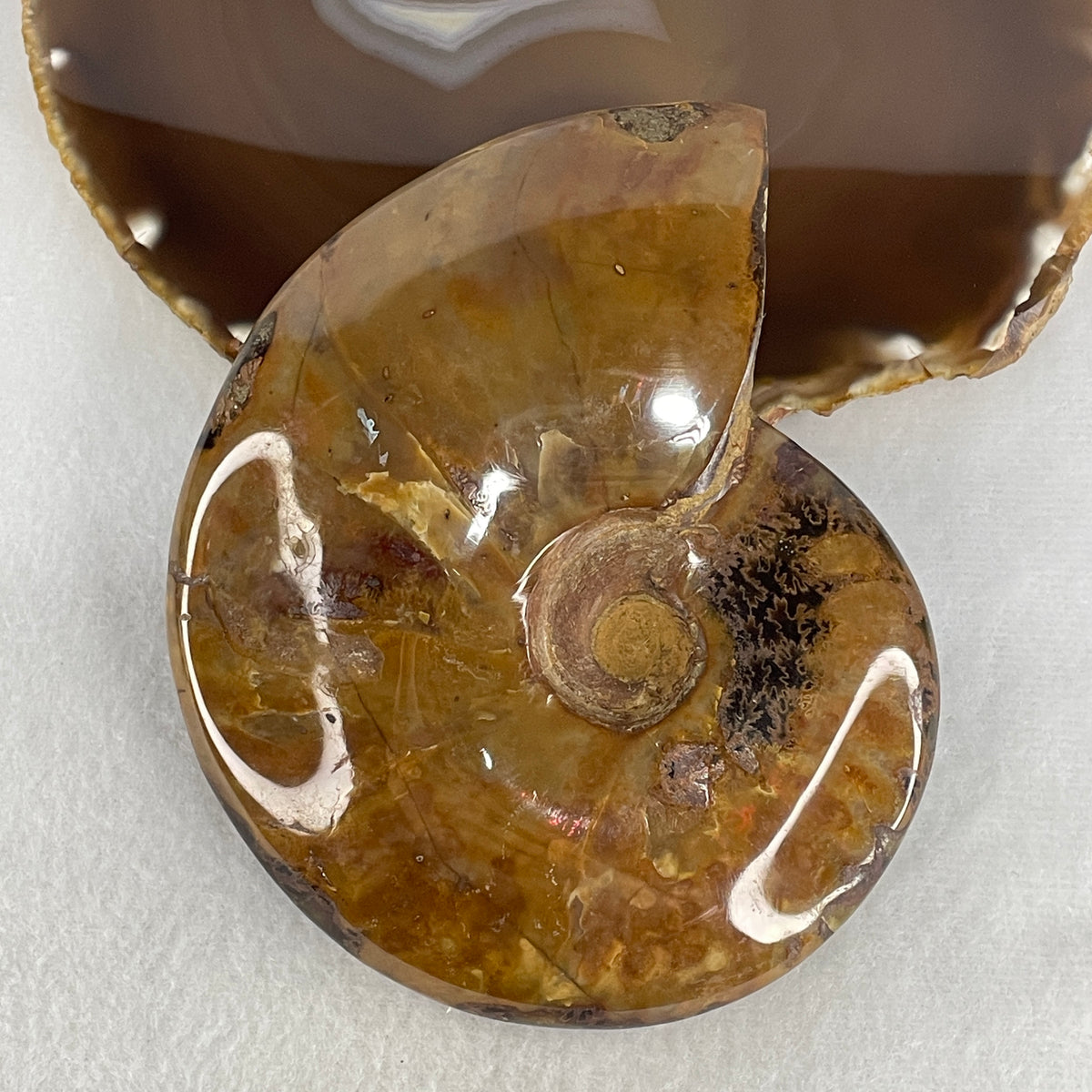 Natural Ammonite Ammonoid Fossil Display Specimen | 117.5mm Ancient Suture Spiral Matrix (437.2g | 117.5x97.0x27.0mm)