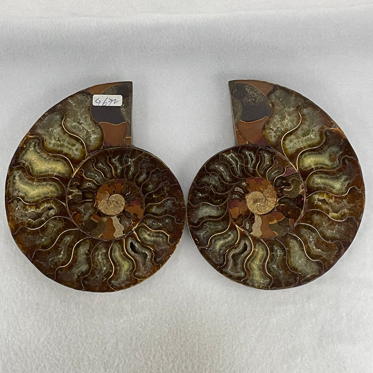 Natural Ammonite Ammonoid Fossil Pair Display Specimen | 146.0mm Mirror-Matched Chamber Matrix (672.5g Combined | 146.0x112.5x34.7mm)