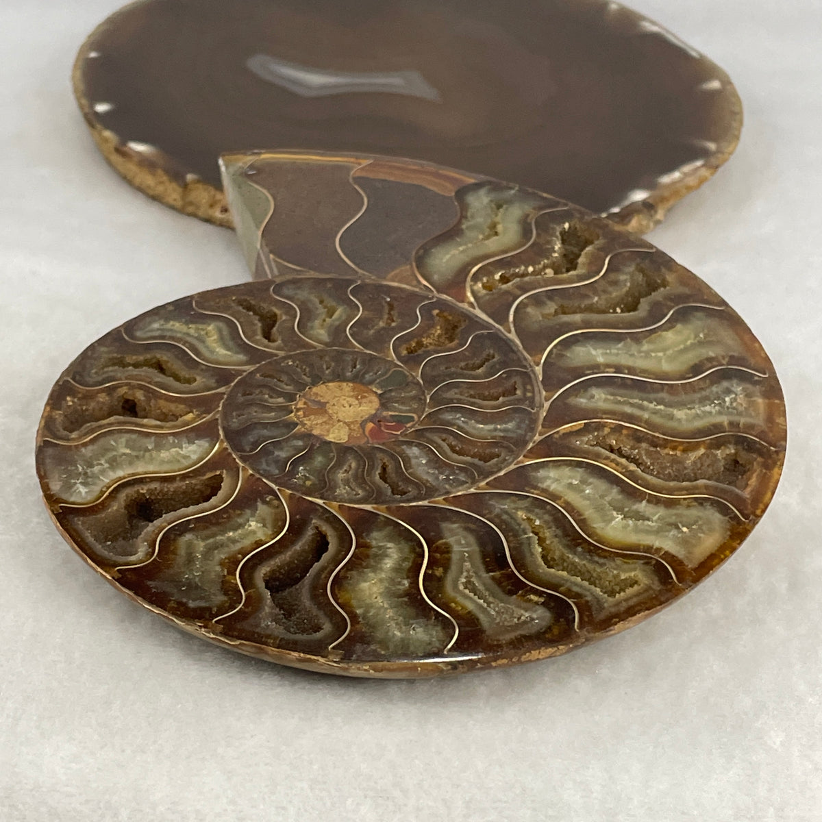 Natural Ammonite Ammonoid Fossil Single Half Display Specimen | 157.0mm Face-Polished Chamber Matrix (426.6g | 157.0x118.8x17.9mm)