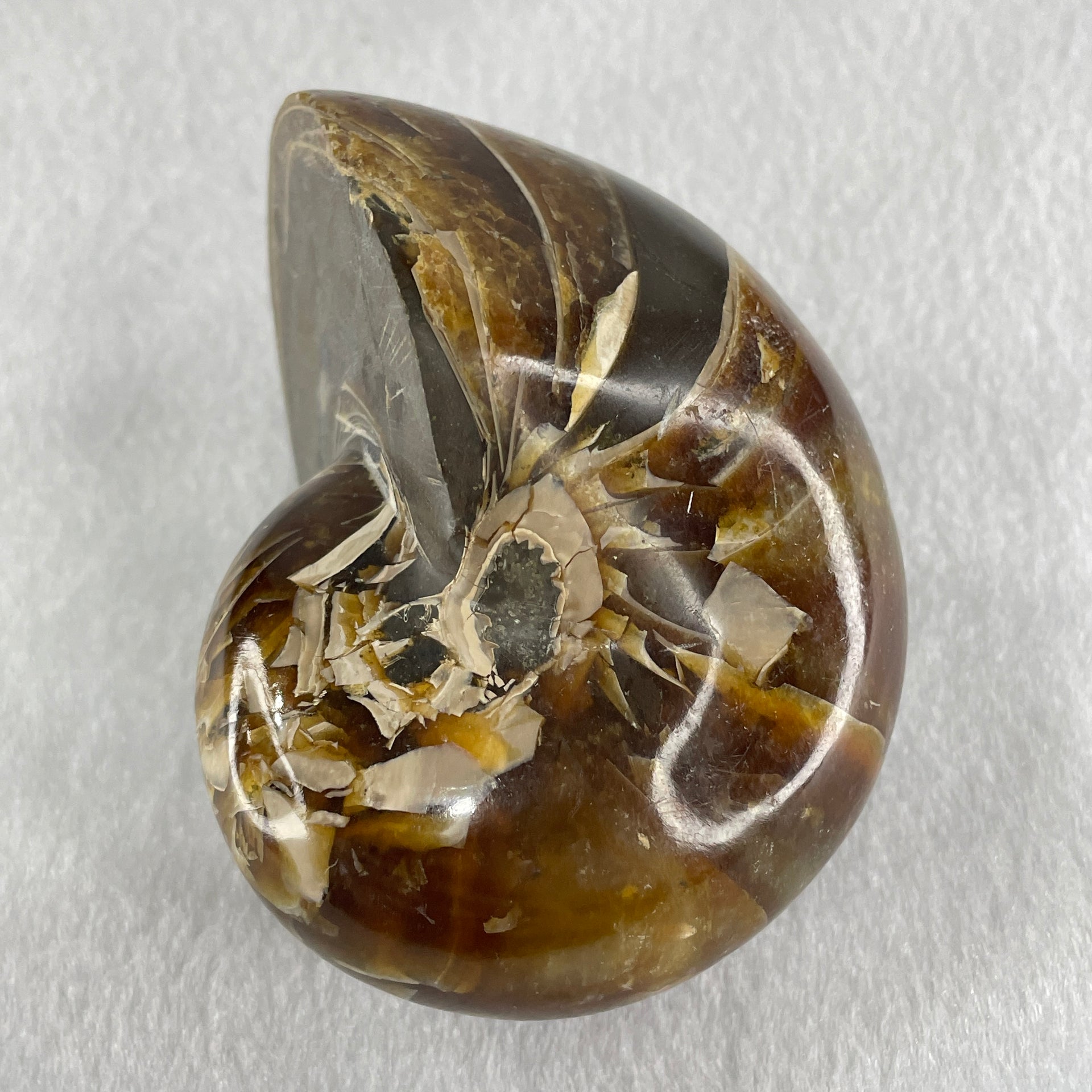 Natural Ammonite Ammonoid Fossil with Wooden Stand 490.3g 104.2 by 81.4 by 110.0mm - Huangs Jadeite and Jewelry Pte Ltd