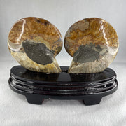 Natural Ammonite Ammonoid Fossil with Wooden Stand 732.0g 220.0 by 76.7 by 150.0mm - Huangs Jadeite and Jewelry Pte Ltd