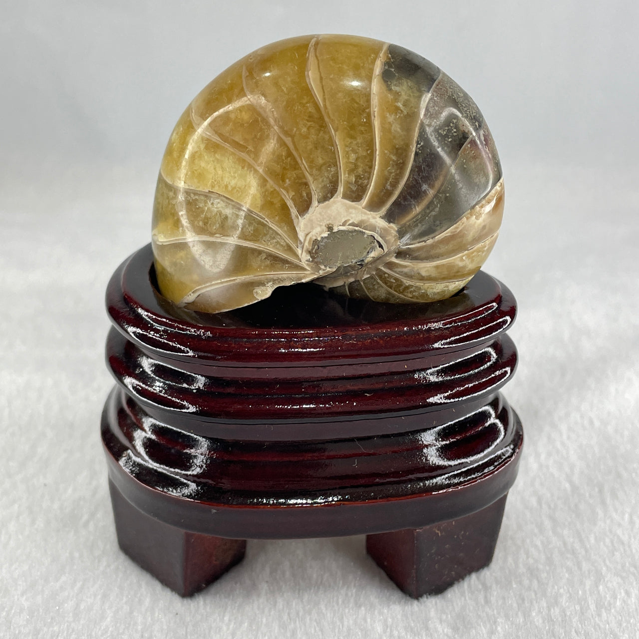 Natural Ammonite Ammonoid Fossil with Wooden Stand 257.9g 82.4 y 64.1 by 97.0mm - Huangs Jadeite and Jewelry Pte Ltd