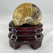 Natural Ammonite Ammonoid Fossil with Wooden Stand 257.9g 82.4 y 64.1 by 97.0mm - Huangs Jadeite and Jewelry Pte Ltd