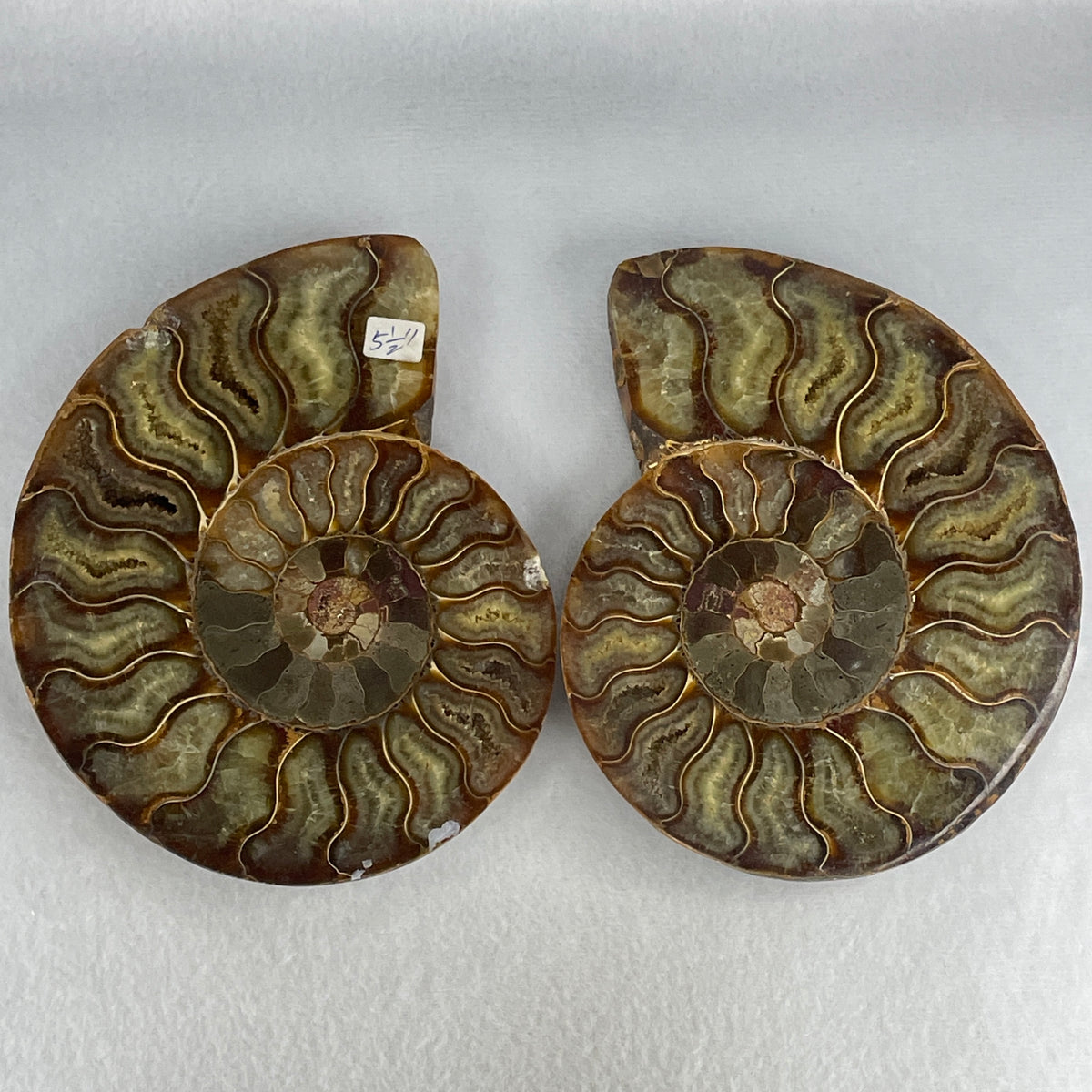 Natural Ammonite Ammonoid Fossil Pair Display Specimen | 144.8mm Mirror-Matched Chamber Matrix (726.3g Combined | each About 144.8x116.7x35.8mm)