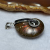 Natural Ammolite Fossil In Sliver Pendent/Charm 12.19g 29.3 by 25.8 by 11.0mm - Huangs Jadeite and Jewelry Pte Ltd