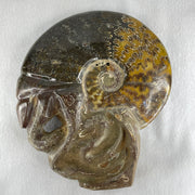 Natural Ammonite Ammonoid Fossil with Wooden Stand - Huangs Jadeite and Jewelry Pte Ltd