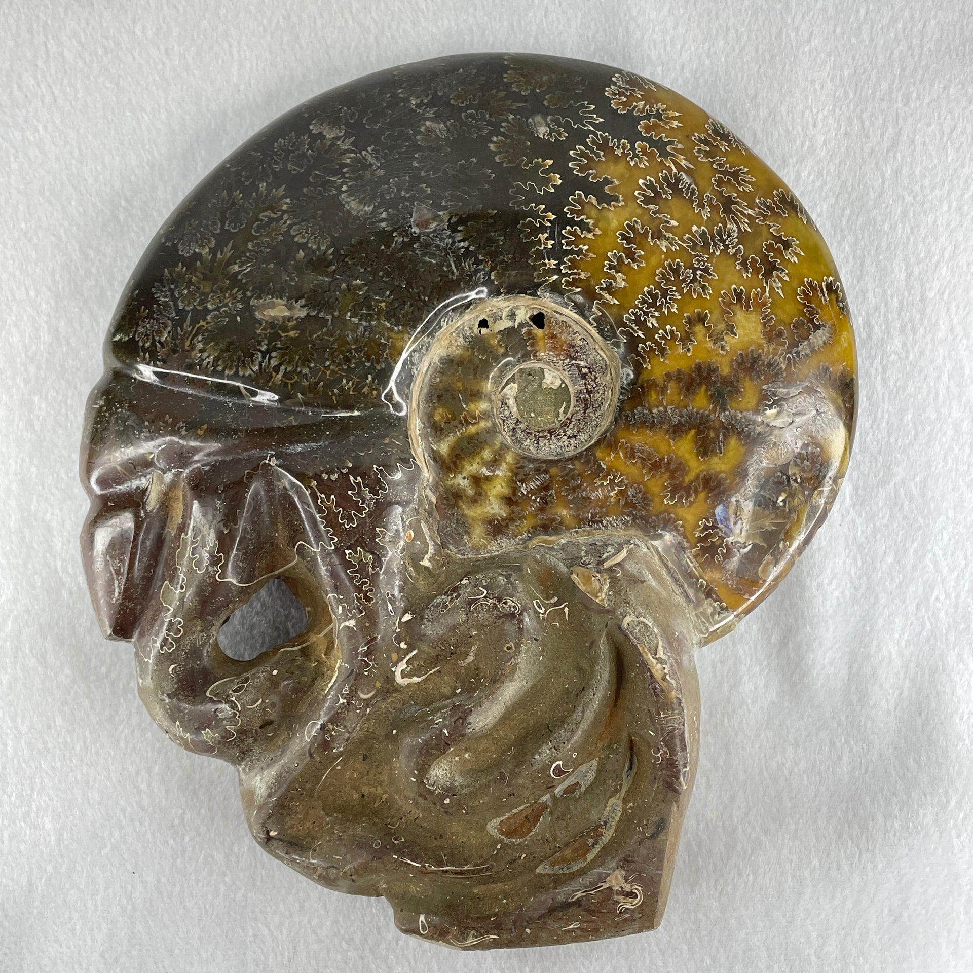 Natural Ammonite Ammonoid Fossil with Wooden Stand - Huangs Jadeite and Jewelry Pte Ltd