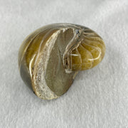 Natural Ammonite Ammonoid Fossil with Wooden Stand 257.9g 82.4 y 64.1 by 97.0mm - Huangs Jadeite and Jewelry Pte Ltd