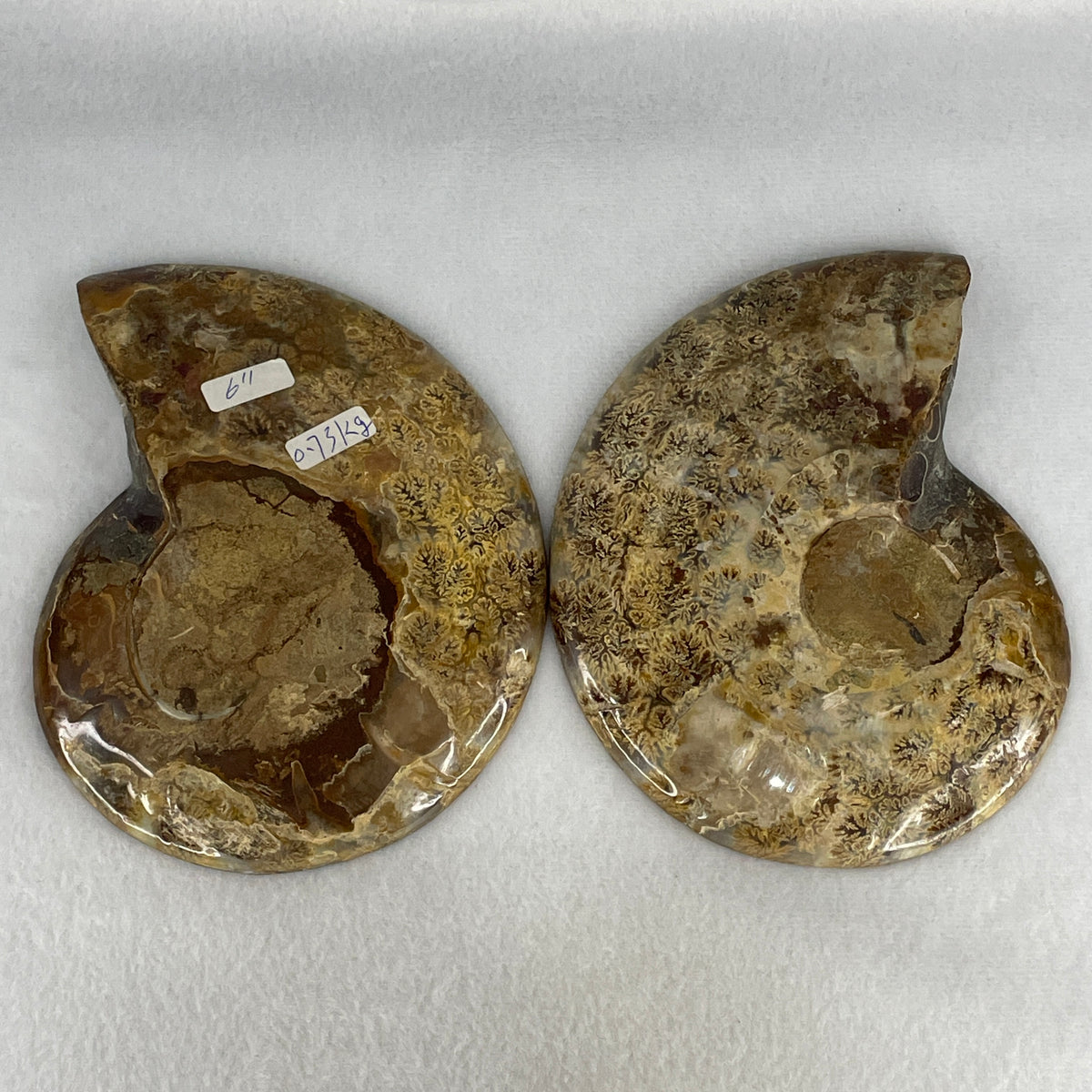 Natural Ammonite Ammonoid Fossil Pair Display Specimen | 148.5mm Mirror-Matched Chamber Matrix (725.0g | 148.5x117.8x36.6mm)