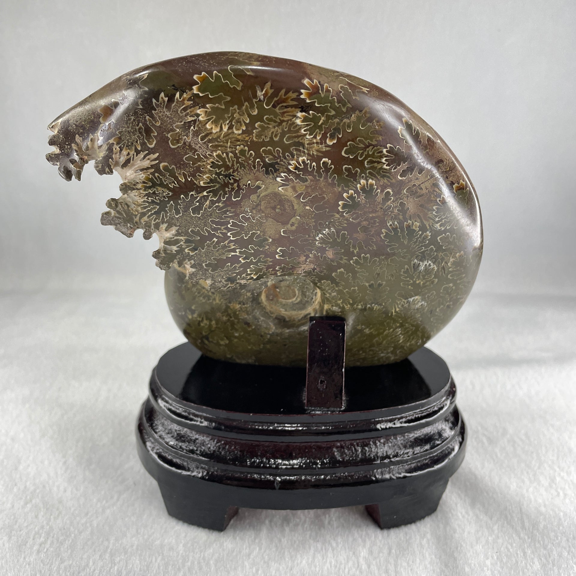 Natural Ammonite Ammonoid Fossil with Wooden Stand 875.2g 111.8 by 87.2 by 159.5mm - Huangs Jadeite and Jewelry Pte Ltd