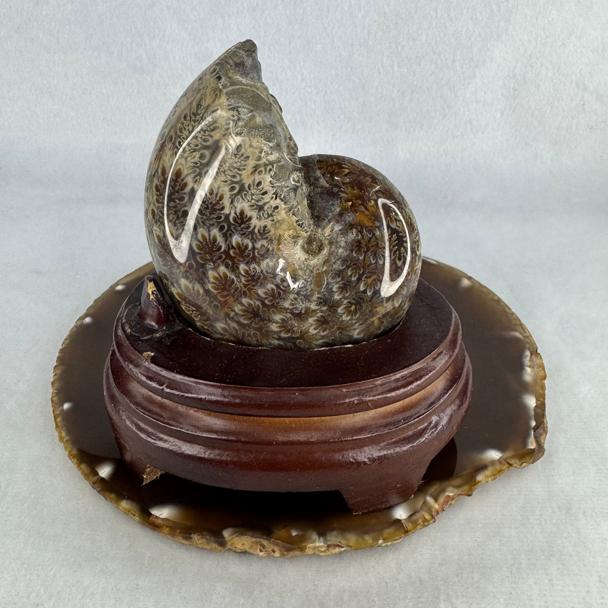 Natural Ammonite Ammonoid Shell Fossil with Wooden Display Stand | Ancient Prehistoric Marine Specimen (347.6g | 102.0 x 76.5 x 106.0mm)
