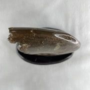 Natural Ammonite Ammonoid Fossil with Wooden Stand 441.7g 117.8 by 77.0 by 142.0mm - Huangs Jadeite and Jewelry Pte Ltd