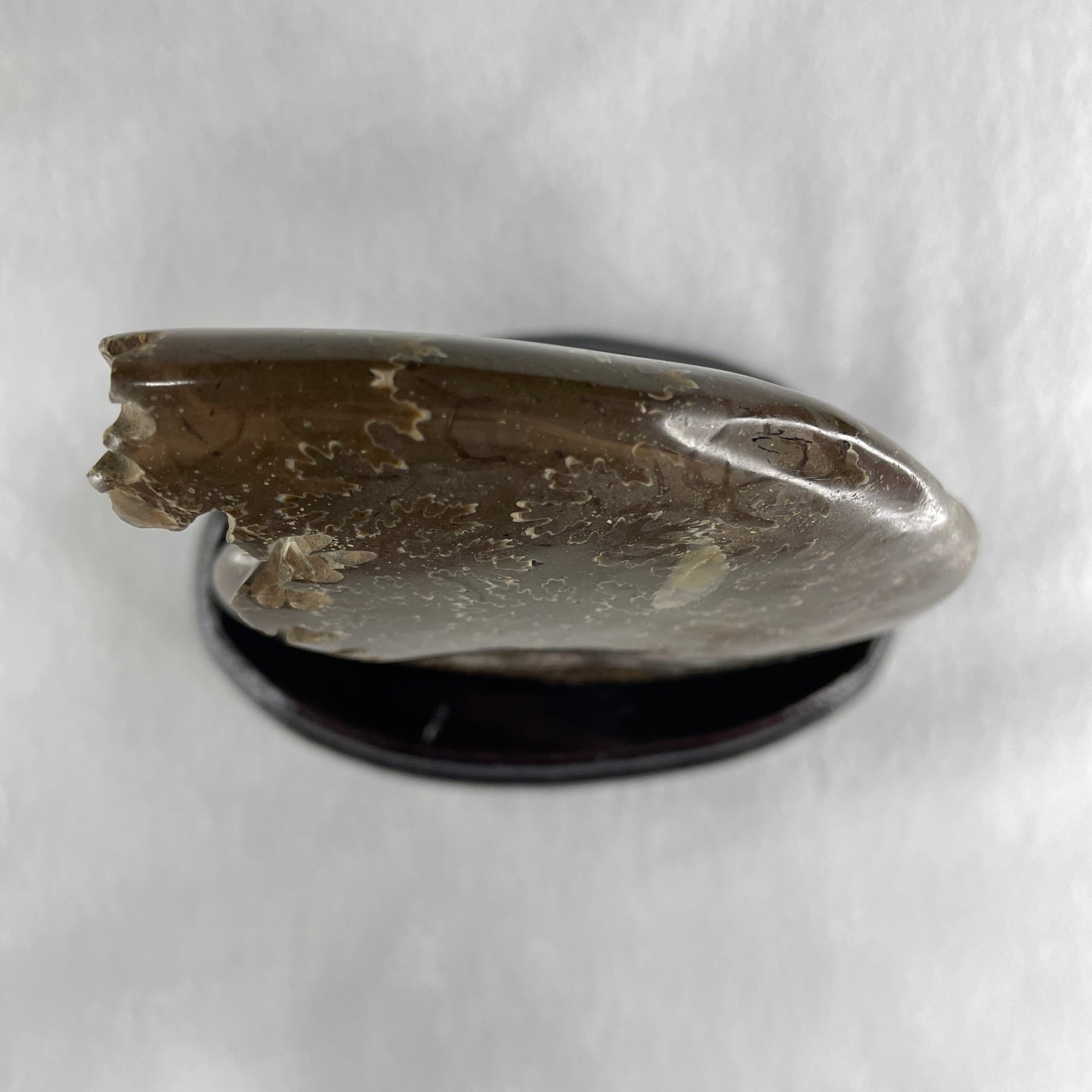 Natural Ammonite Ammonoid Fossil with Wooden Stand 441.7g 117.8 by 77.0 by 142.0mm - Huangs Jadeite and Jewelry Pte Ltd