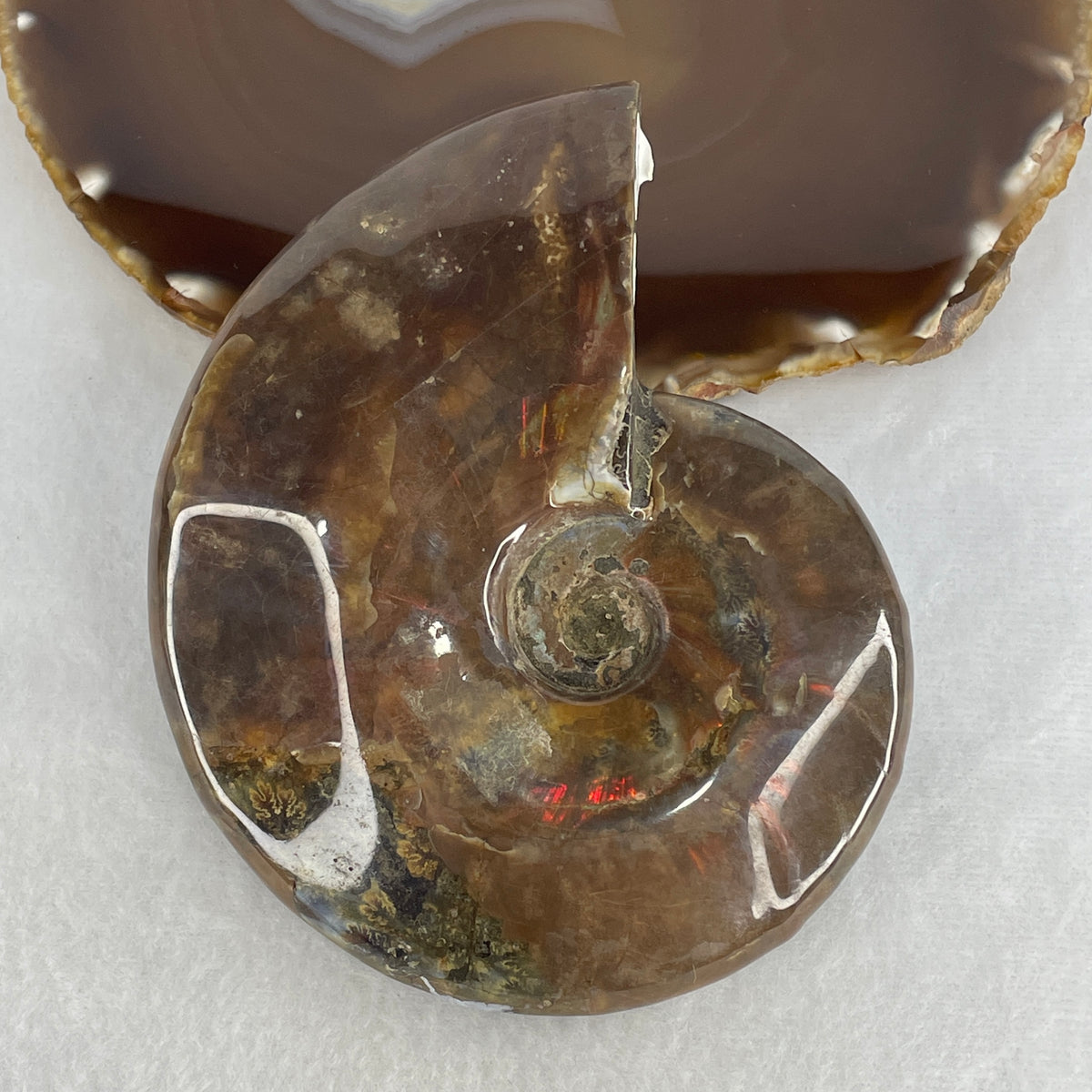 Natural Ammonite Ammonoid Fossil Display Specimen | 116.9mm Ancient Suture Spiral Matrix (427.8g | 116.9x99.0x33.0mm)