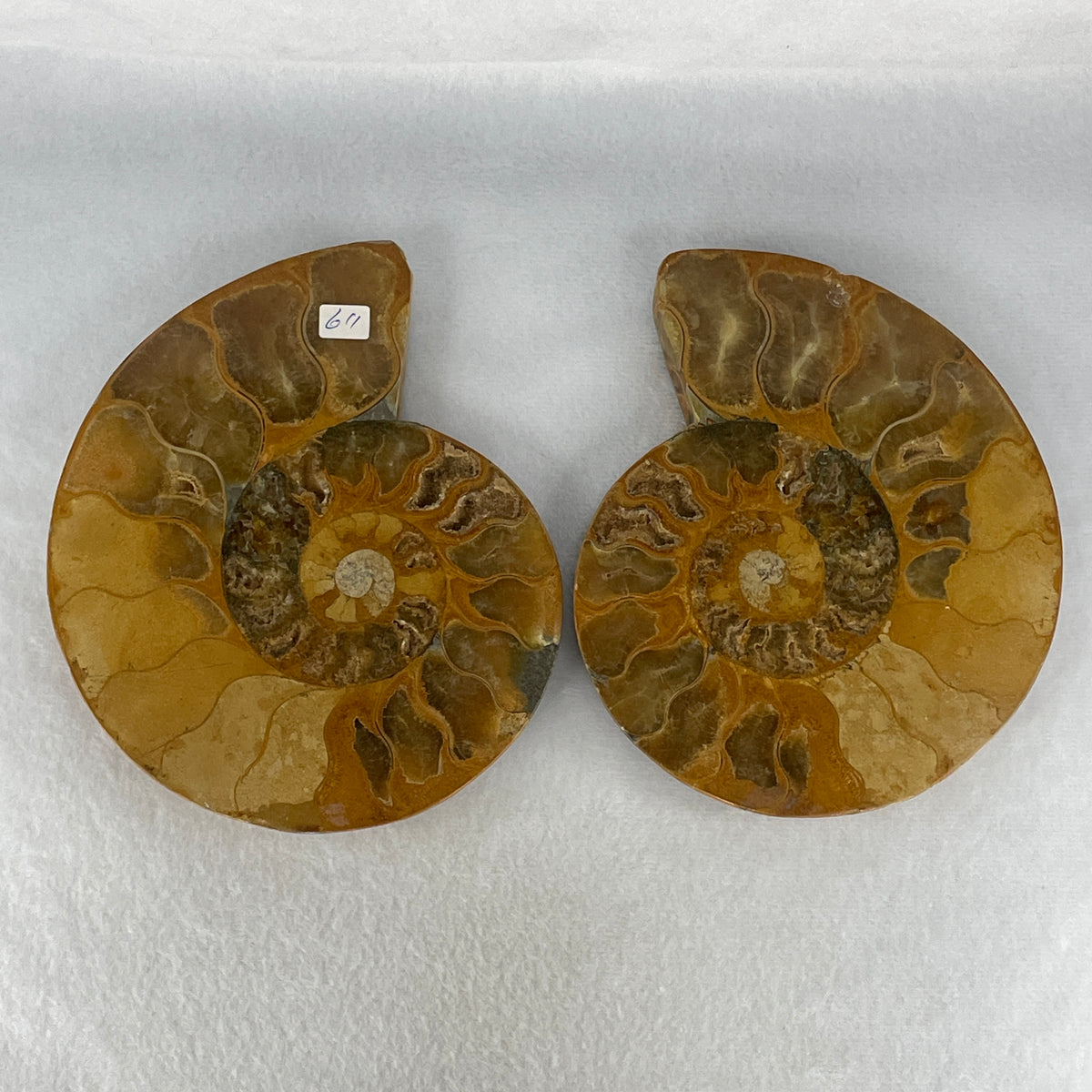 Natural Ammonite Ammonoid Fossil Pair Display Specimen | 155.0mm Mirror-Matched Chamber Matrix (814.7g Combined | 155.0x126.5x36.5mm)