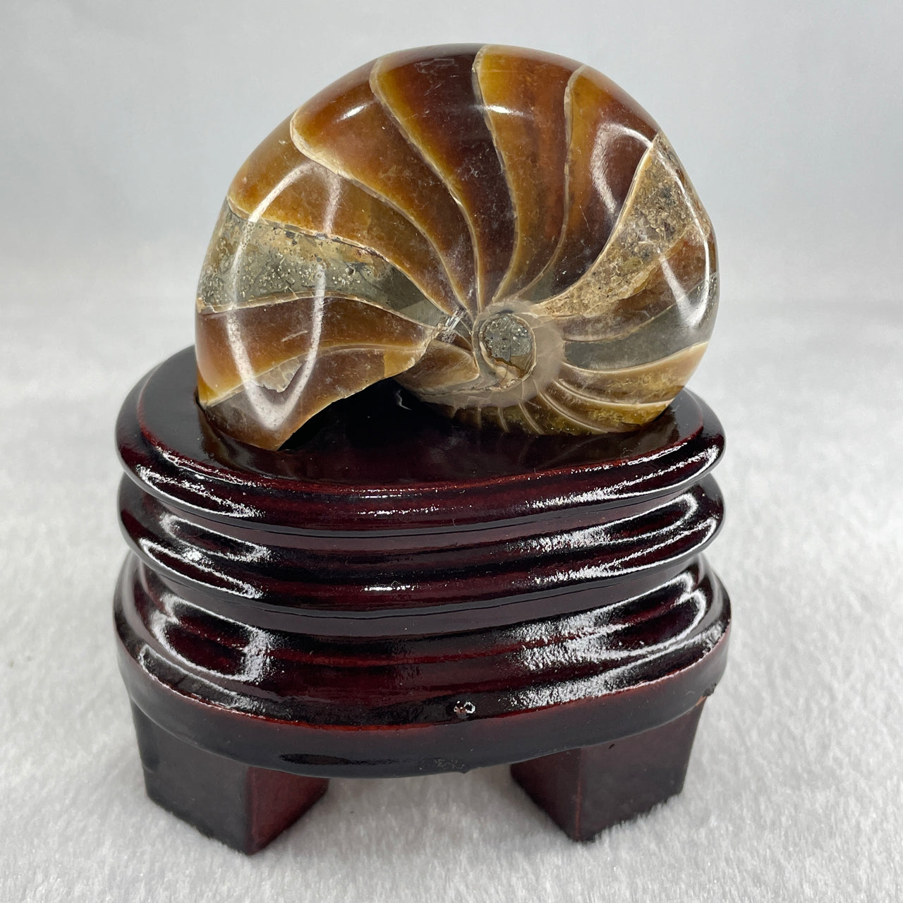 Natural Ammonite Ammonoid Fossil with Wooden Stand 288.6g 88.8 by 69.5 by 101.7mm - Huangs Jadeite and Jewelry Pte Ltd