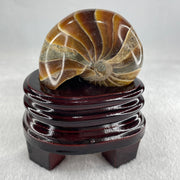 Natural Ammonite Ammonoid Fossil with Wooden Stand 288.6g 88.8 by 69.5 by 101.7mm - Huangs Jadeite and Jewelry Pte Ltd