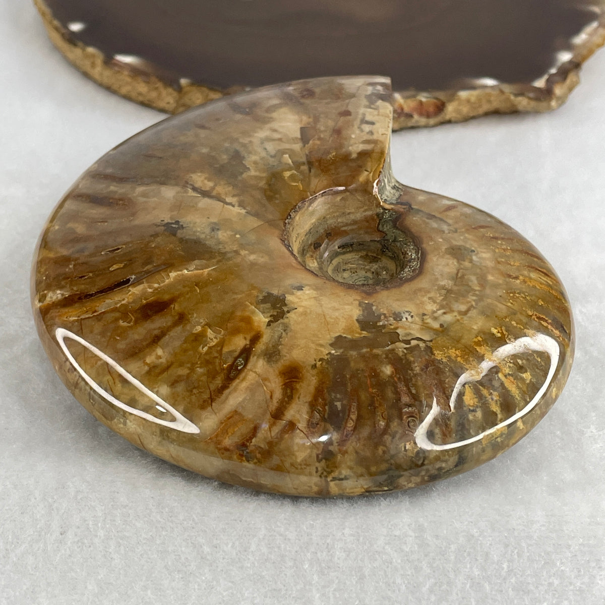 Natural Ammonite Ammonoid Fossil Display Specimen | 121.5mm Ancient Suture Spiral Matrix (40.79g | 121.5x103.0x30.0mm)