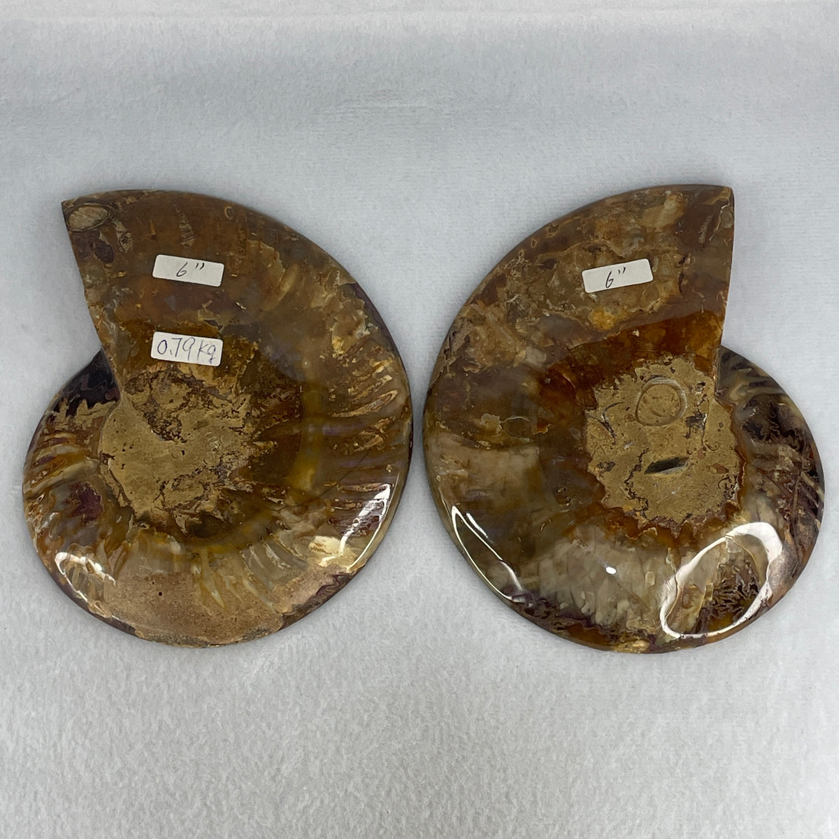 Natural Ammonite Ammonoid Fossil Pair Display Specimen | 149.8mm Mirror-Matched Chamber Matrix (789.7g Combined | 149.8x116.2x39.0mm Each)