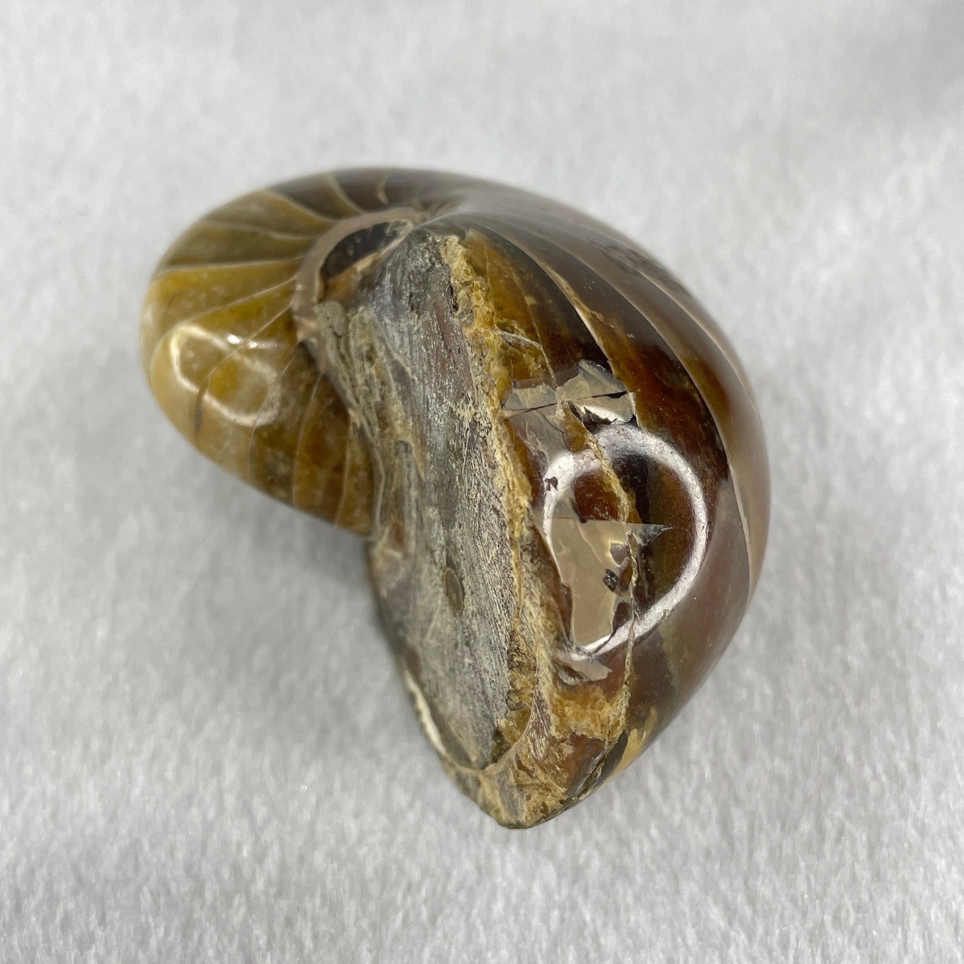 Natural Ammonite Ammonoid Fossil with Wooden Stand 331.4g 92.0 by 70.2 y 103.5mm - Huangs Jadeite and Jewelry Pte Ltd