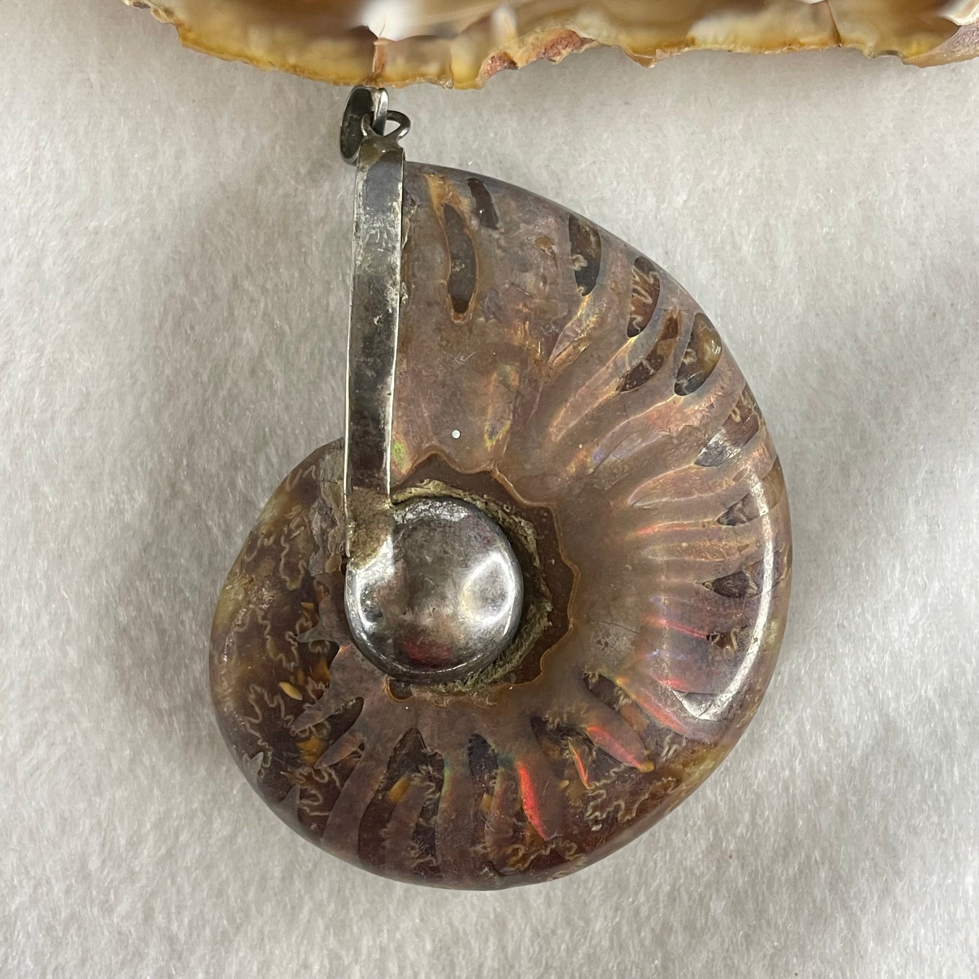 Natural Ammonite Fossil in Silver Pendant 61.42g 56.0 by 44.4 by 18.4mm - Huangs Jadeite and Jewelry Pte Ltd