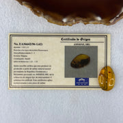 Natural Amber for Setting 1.63g 24.8 by 16.8 by 6.8mm - Huangs Jadeite and Jewelry Pte Ltd