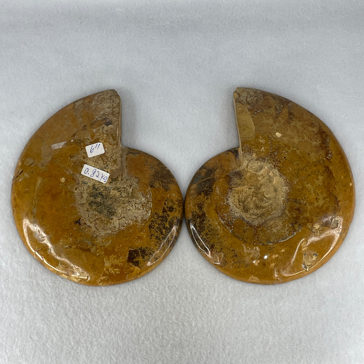 Natural Ammonite Ammonoid Fossil Pair Display Specimen | 155.0mm Mirror-Matched Chamber Matrix (814.7g Combined | 155.0x126.5x36.5mm)