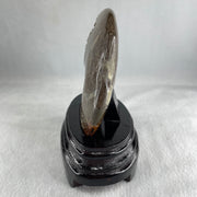 Natural Ammonite Ammonoid Fossil with Wooden Stand 441.7g 117.8 by 77.0 by 142.0mm - Huangs Jadeite and Jewelry Pte Ltd