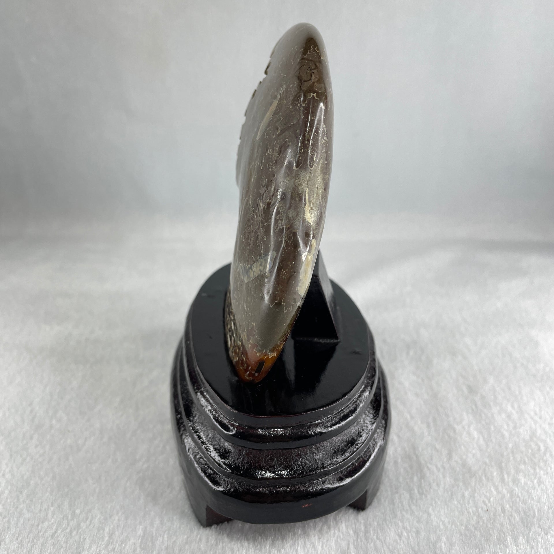 Natural Ammonite Ammonoid Fossil with Wooden Stand 441.7g 117.8 by 77.0 by 142.0mm - Huangs Jadeite and Jewelry Pte Ltd