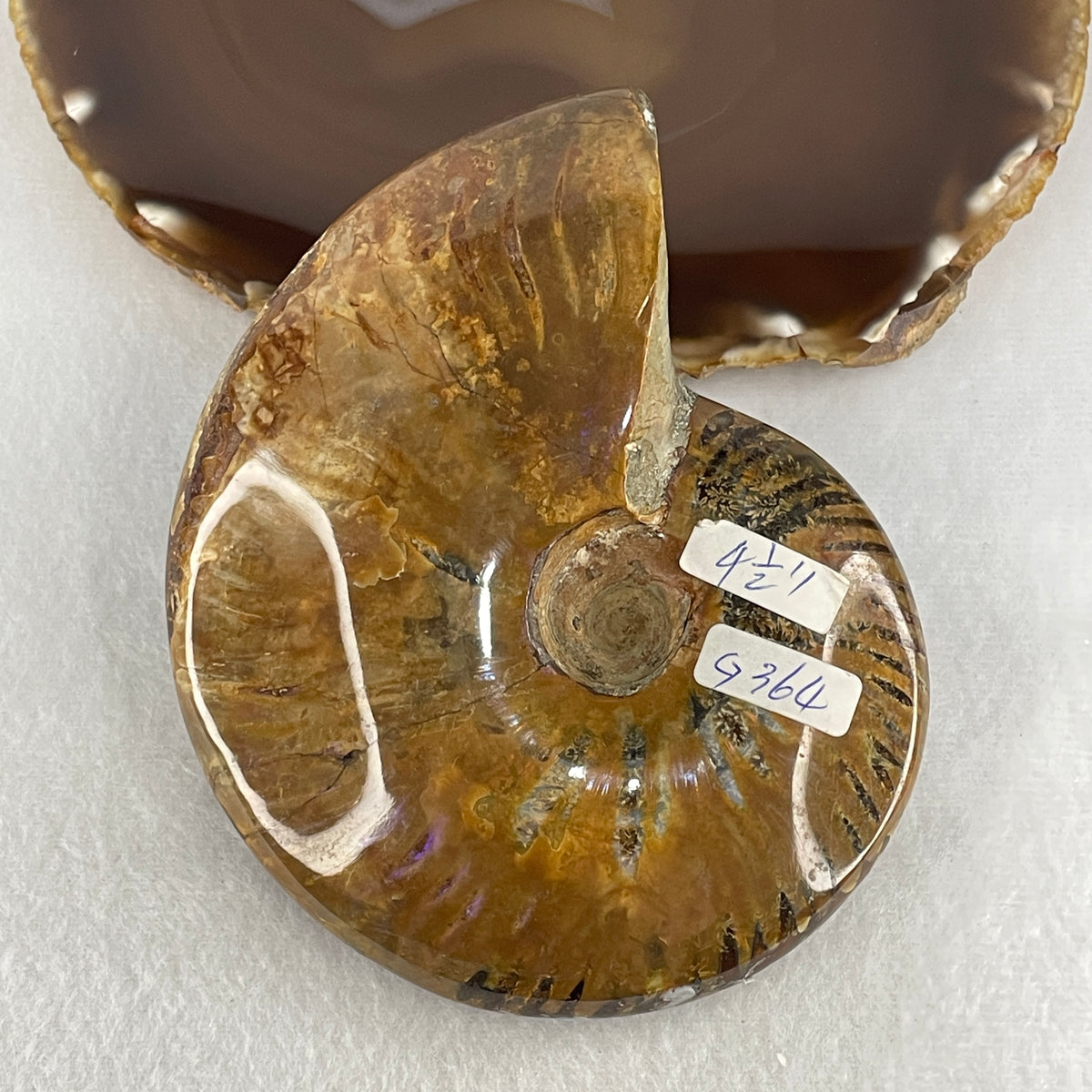 Natural Ammonite Ammonoid Fossil Display Specimen | 118.4mm Ancient Suture Spiral Matrix (363.5g | 118.4x91.2x30.8mm)