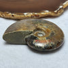 Natural Ammolite Fossil Display 111.56g 76.3 by 60.4 by 21.1mm - Huangs Jadeite and Jewelry Pte Ltd