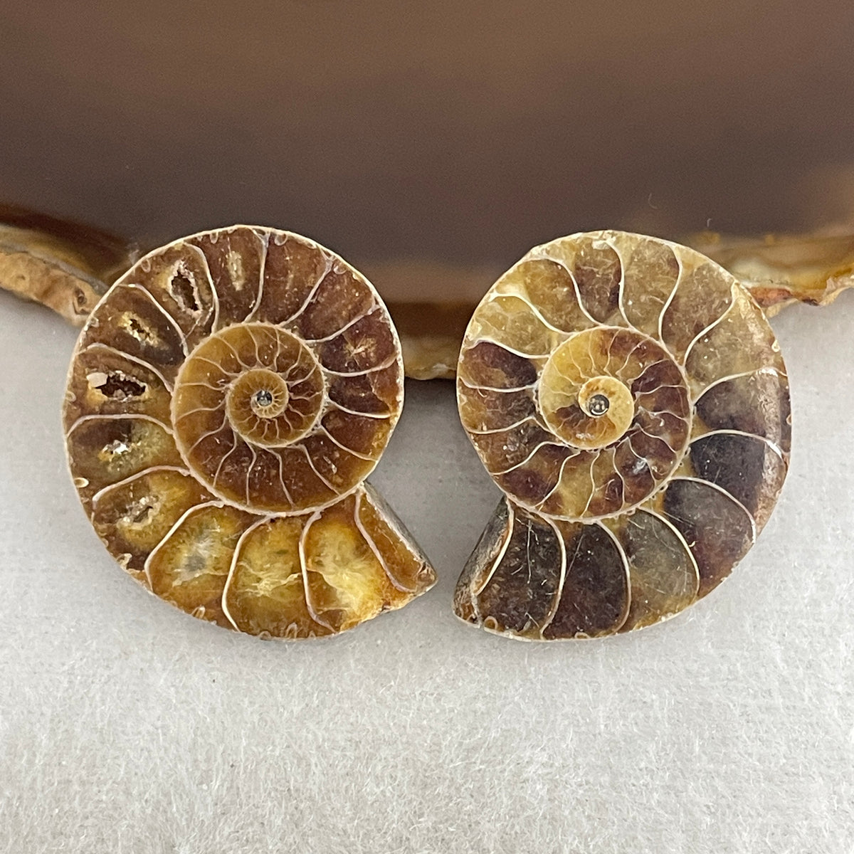 Natural Ammonite Ammonoid Fossil Pair Display | (130.8g | 30.2 x 24.4 x 6.9mm | Catalyst, "Golden Ratio Sacred Geometry" Spiral Harmony Generator, Feng Shui Perpetual Prosperity Anchor)