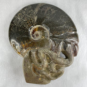 Natural Ammonite Ammonoid Fossil with Wooden Stand - Huangs Jadeite and Jewelry Pte Ltd