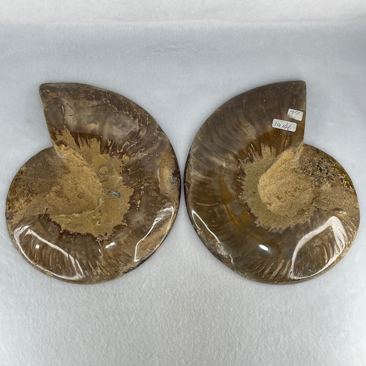 Natural Ammonite Ammonoid Fossil Pair Display Specimen | 185.0mm Mirror-Matched Chamber Matrix (1,146.2g Combined | Each About 185.0x147.5x39.4mm)