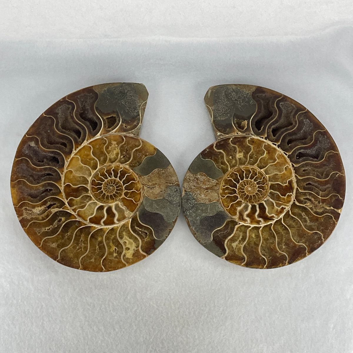 Natural Ammonite Ammonoid Fossil Pair Display Specimen | 170.0mm Mirror-Matched Chamber Matrix (911.5g Combined | Each About 170.0x150.0x34.0mm0