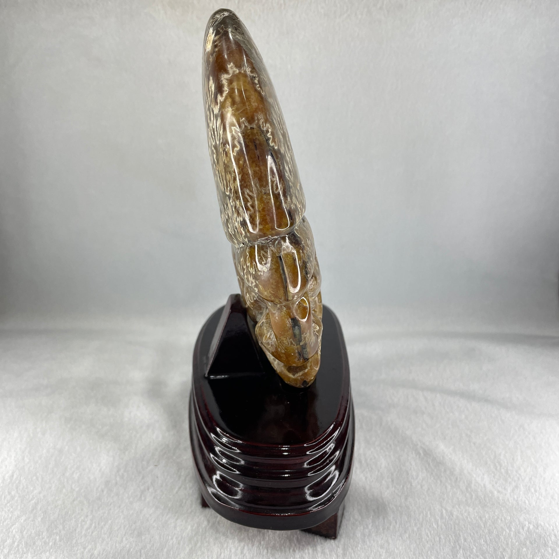 Natural Ammonite Ammonoid Fossil with Wooden Stand - Huangs Jadeite and Jewelry Pte Ltd