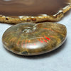 Natural Ammolite Fossil Display 110.82g 75.6 by 59.6 by 22.2mm - Huangs Jadeite and Jewelry Pte Ltd
