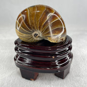 Natural Ammonite Ammonoid Fossil with Wooden Stand 331.4g 92.0 by 70.2 y 103.5mm - Huangs Jadeite and Jewelry Pte Ltd