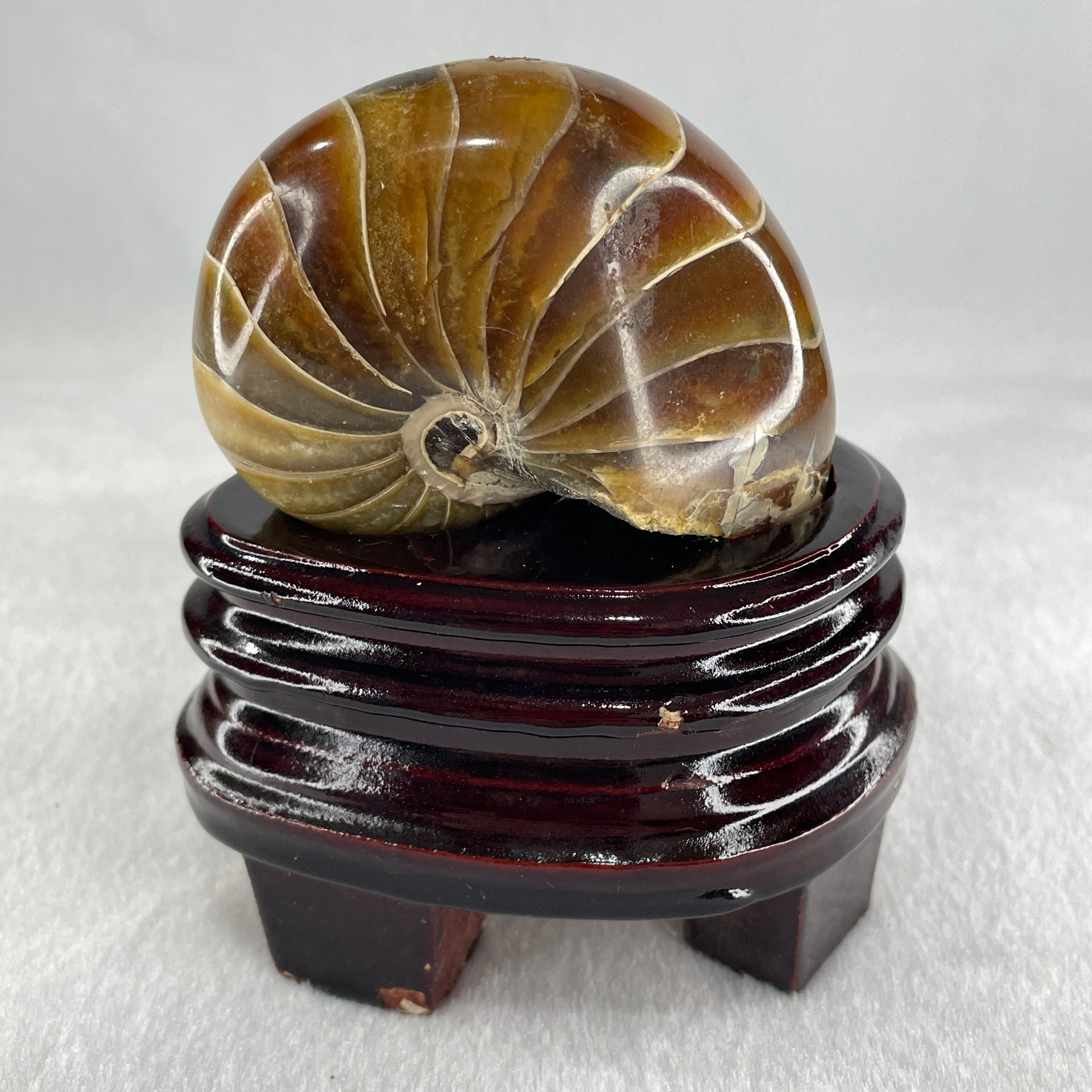Natural Ammonite Ammonoid Fossil with Wooden Stand 331.4g 92.0 by 70.2 y 103.5mm - Huangs Jadeite and Jewelry Pte Ltd