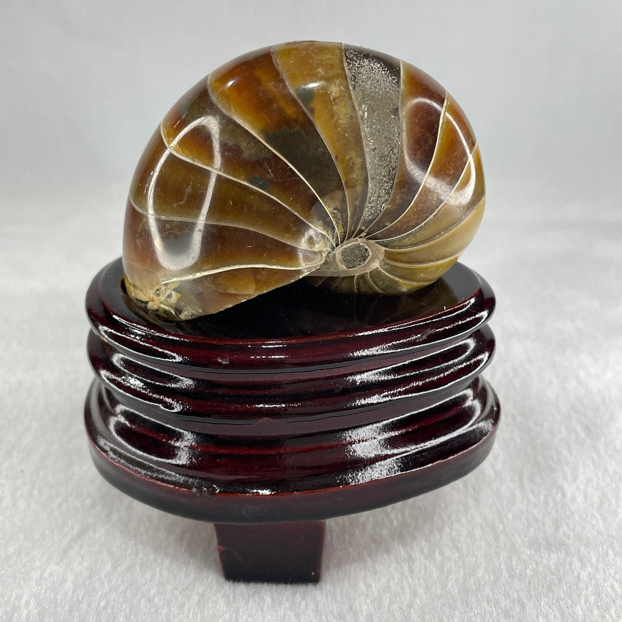 Natural Ammonite Ammonoid Fossil with Wooden Stand 331.4g 92.0 by 70.2 y 103.5mm - Huangs Jadeite and Jewelry Pte Ltd