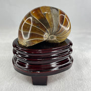 Natural Ammonite Ammonoid Fossil with Wooden Stand 331.4g 92.0 by 70.2 y 103.5mm - Huangs Jadeite and Jewelry Pte Ltd