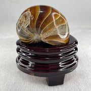 Natural Ammonite Ammonoid Fossil with Wooden Stand 288.6g 88.8 by 69.5 by 101.7mm - Huangs Jadeite and Jewelry Pte Ltd