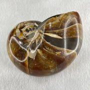 Natural Ammonite Ammonoid Fossil with Wooden Stand 490.3g 104.2 by 81.4 by 110.0mm - Huangs Jadeite and Jewelry Pte Ltd