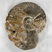 Natural Ammonite Ammonoid Fossil with Wooden Stand - Huangs Jadeite and Jewelry Pte Ltd